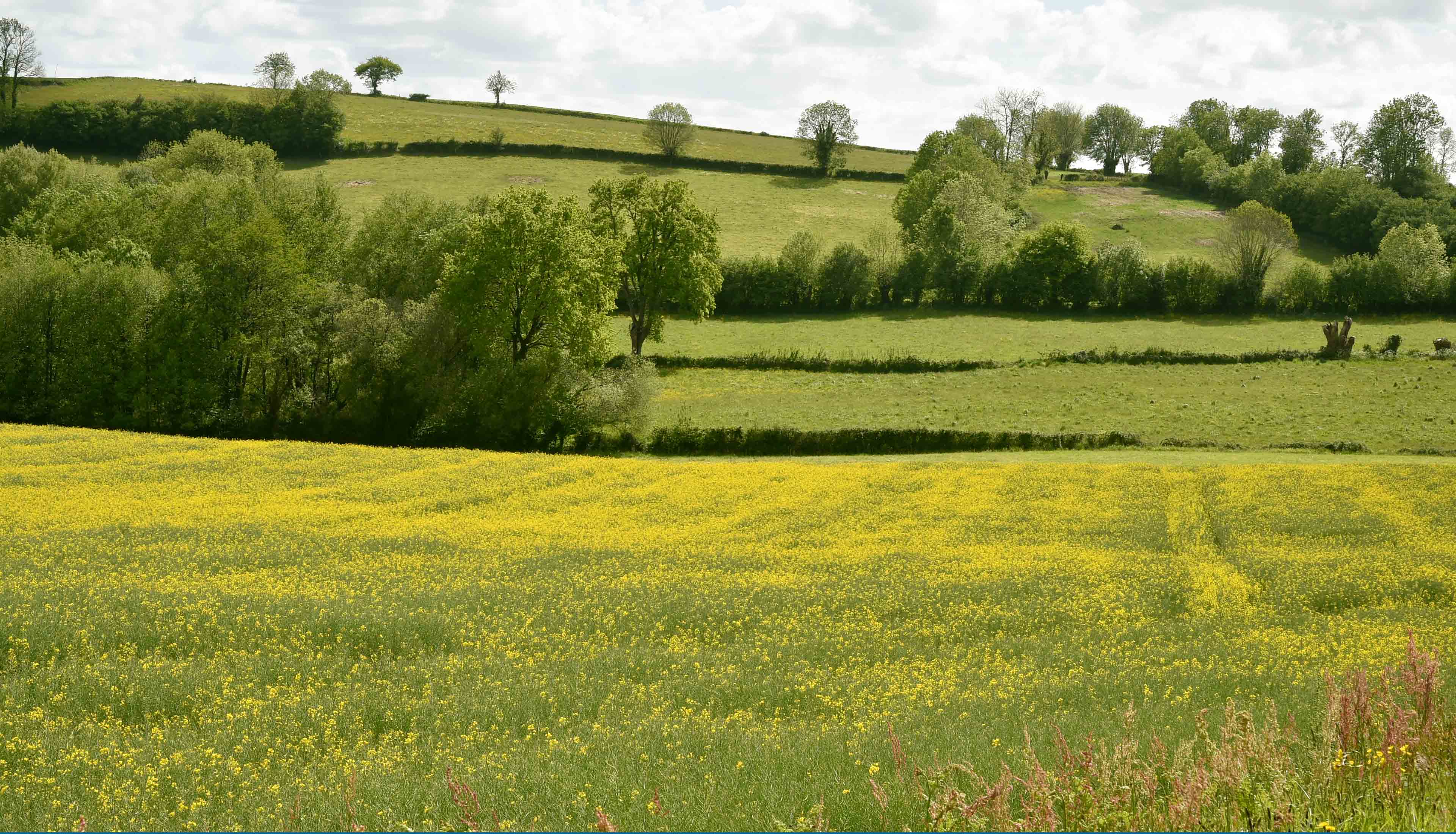 Champs de colza en Nouvelle-Aquitaine