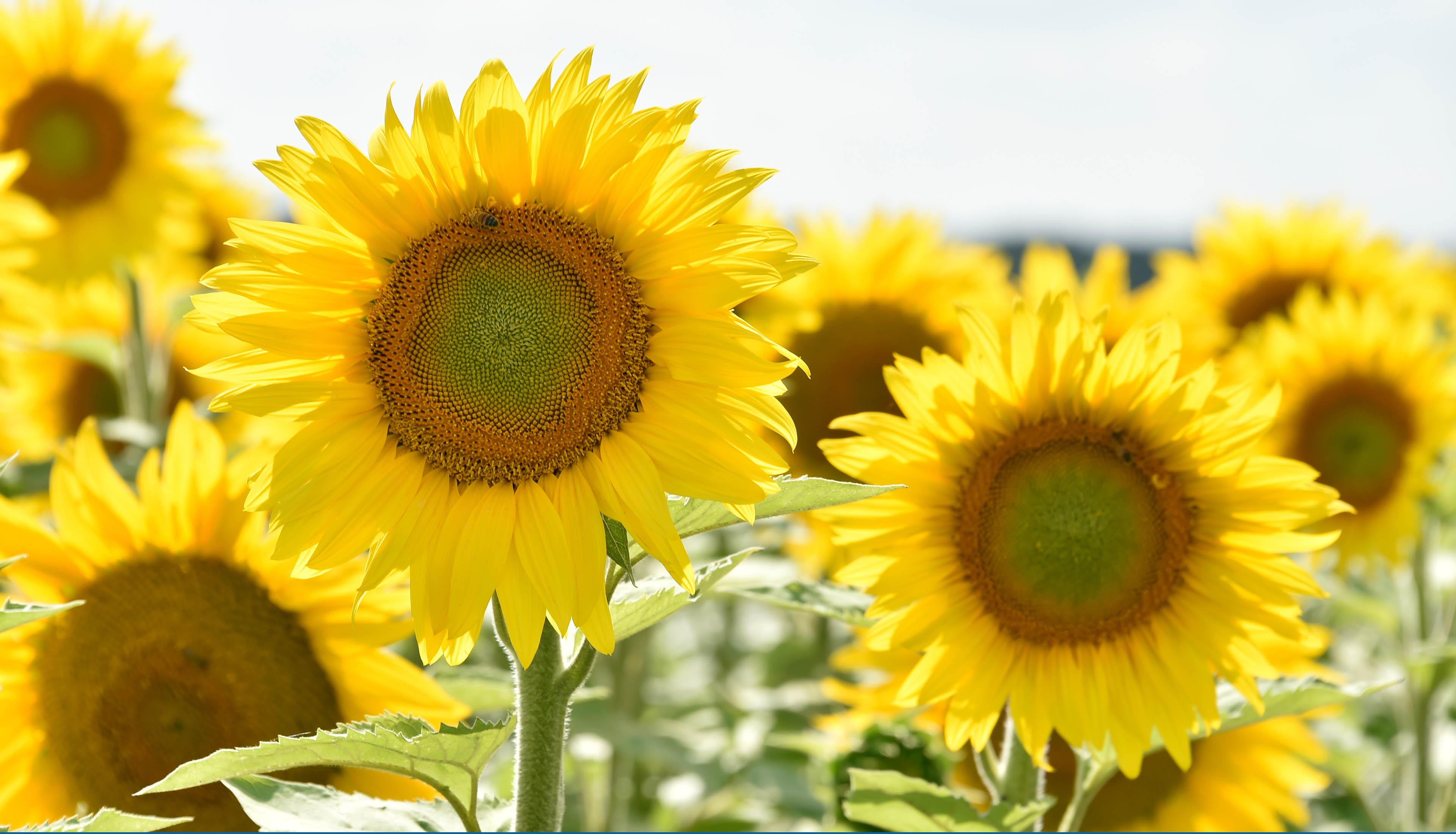 Tournesols en Nouvelle-Aquitaine