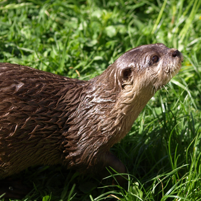 Loutre