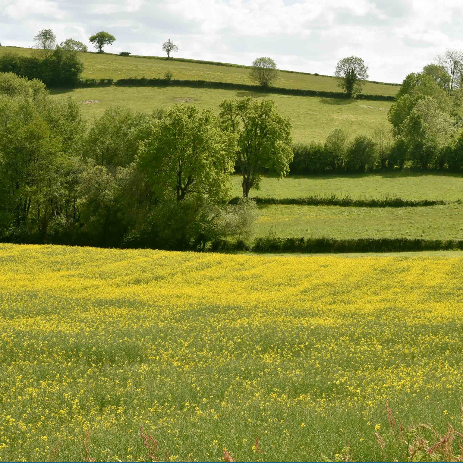 Champs de colza en Nouvelle-Aquitaine