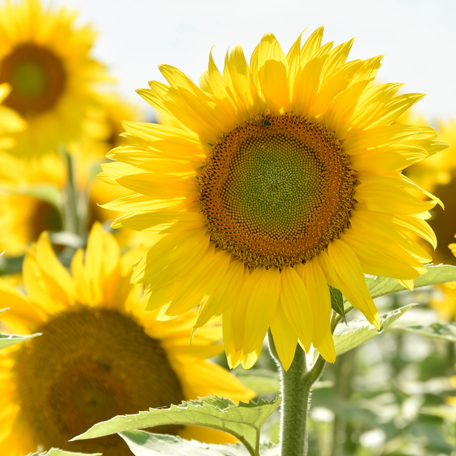 Tournesols en Nouvelle-Aquitaine